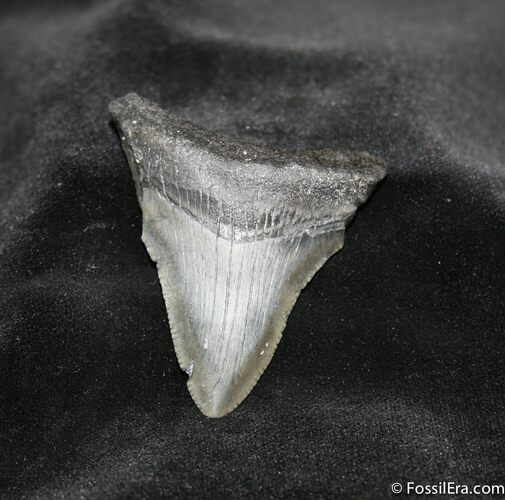 Inch Megalodon Tooth With Serrations #696